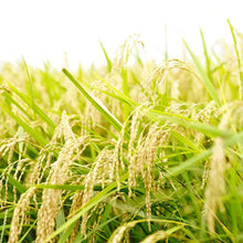 画像をギャラリービューアに読み込む, 三陸ビール | 伊達女IPA(IPA) - 三陸ビール