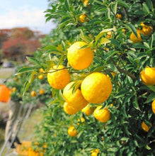 画像をギャラリービューアに読み込む, クラフトジンジャーエール | ガガニコジンジャーエール - 三陸ビール